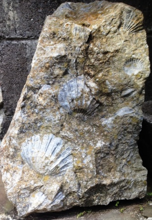Piedras con fósiles de Costa Rica